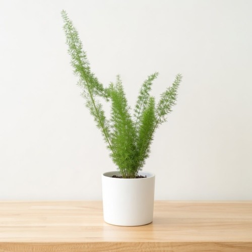 Asparagus densiflorus Meyers P12