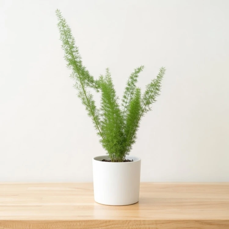 Asparagus densiflorus Meyers P12