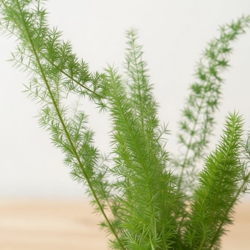Asparagus densiflorus Meyers P12