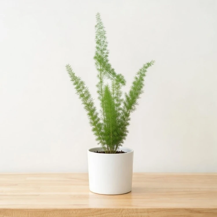 Asparagus densiflorus Meyers P12
