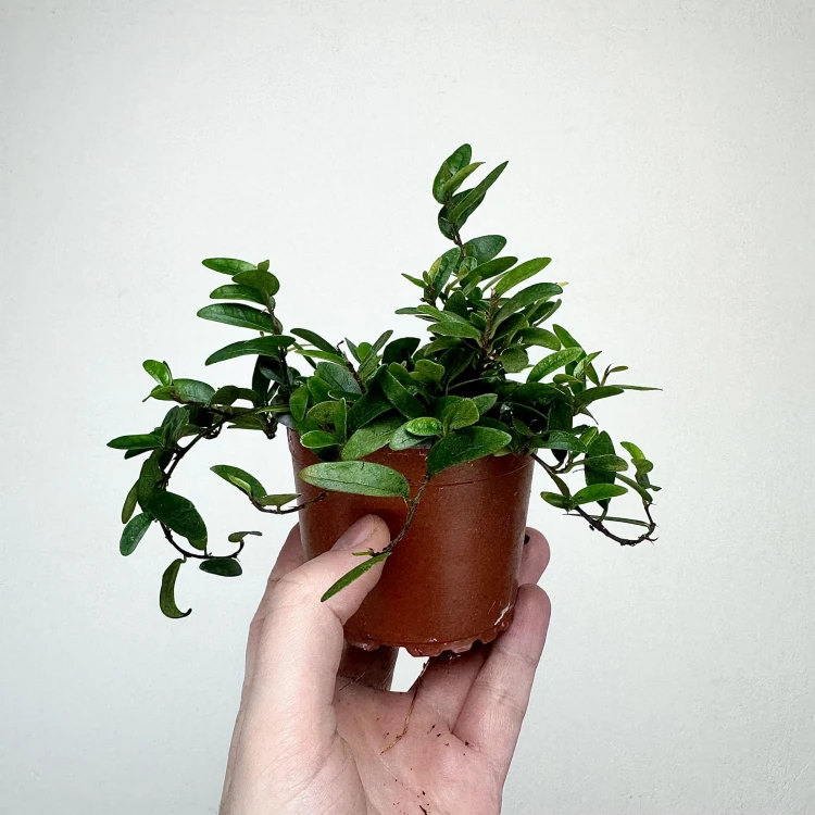 Ficus punctata Panama Fikus #5