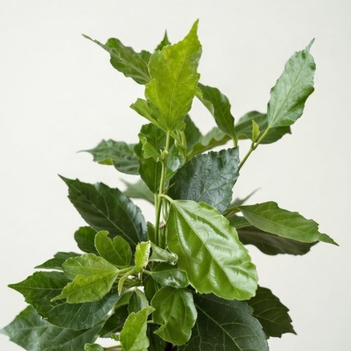 Hibiskus Pomarańczowy Hibiscus P12