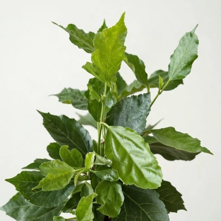 Hibiskus Pomarańczowy Hibiscus P12