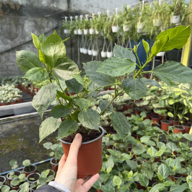 Hibiskus Pomarańczowy Hibiscus P12