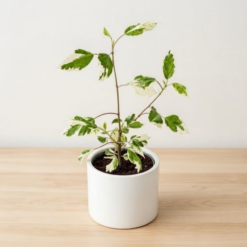 Hibiscus Variegata Hibiskus P12