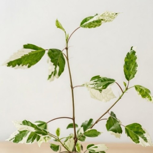 Hibiscus Variegata Hibiskus P12