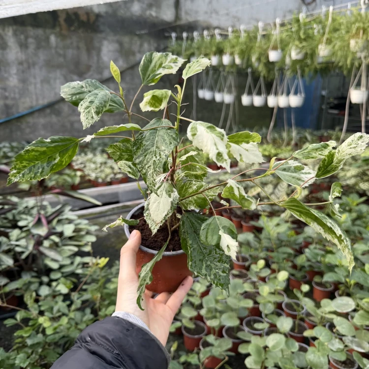Hibiscus Variegata Hibiskus P12
