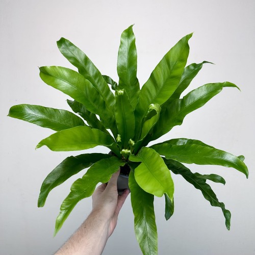 Asplenium Antiquum Paproć Zanokcica #1