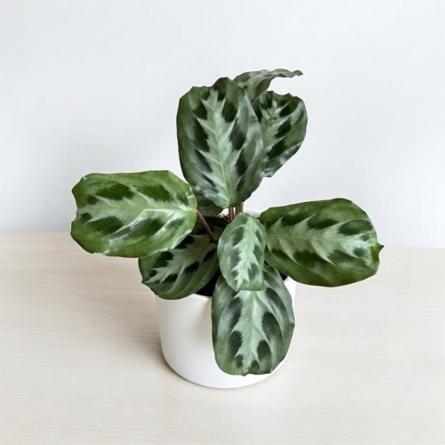 Maranta Cristata P12