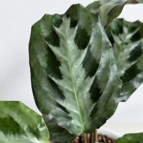 Maranta Cristata P12
