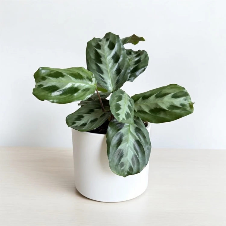 Maranta Cristata P12