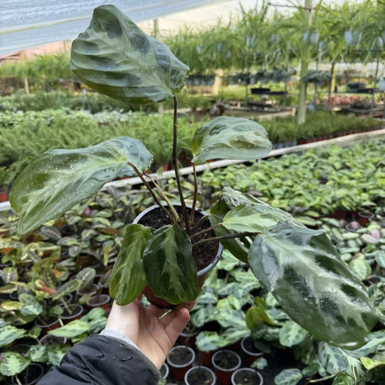 Maranta Cristata P12