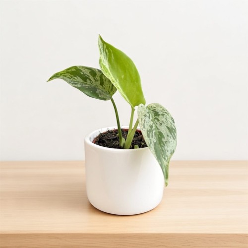 Monstera Bulbasaur