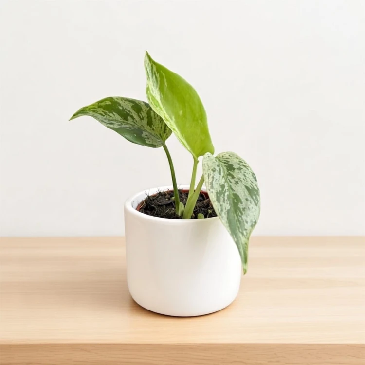 Monstera Bulbasaur