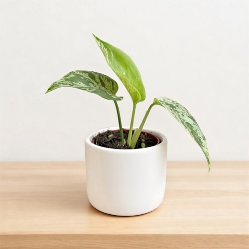 Monstera Bulbasaur