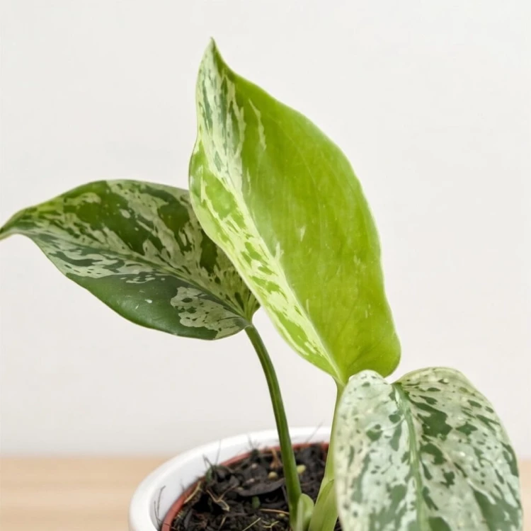 Monstera Bulbasaur