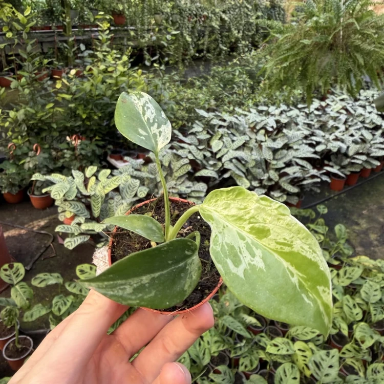 Monstera Bulbasaur