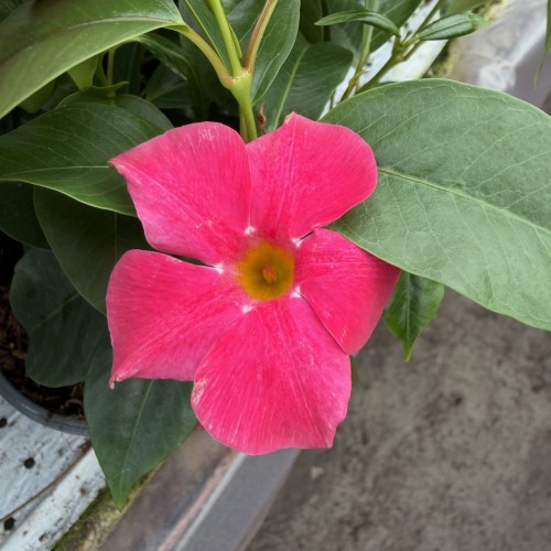 Dipladenia Bella Pink Mandevilla Sundaville Różowa