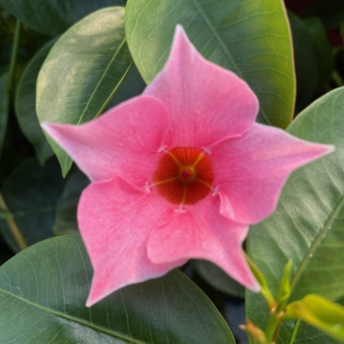 Mandevilla Sundaville Flamingo Dipladenia