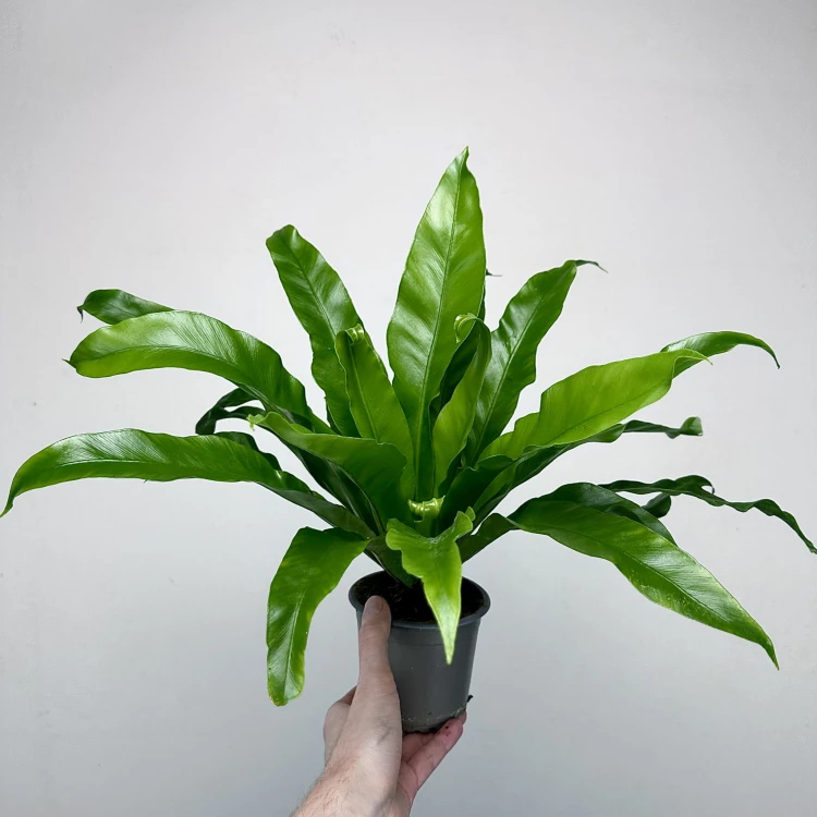 Asplenium Antiquum Paproć Zanokcica #3