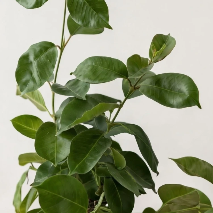 Mandevilla Sundaville Flamingo Dipladenia