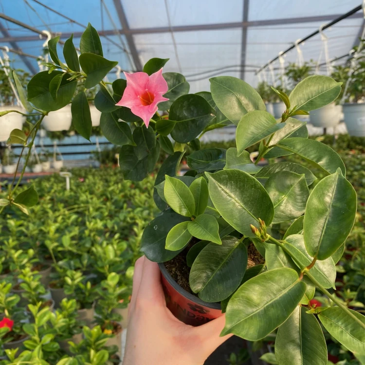 Mandevilla Sundaville Flamingo Dipladenia