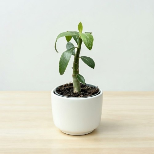 Adenium Obesum Róża Pustyni