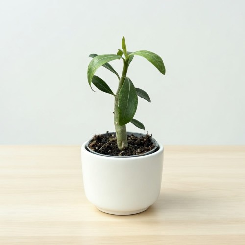 Adenium Obesum Róża Pustyni