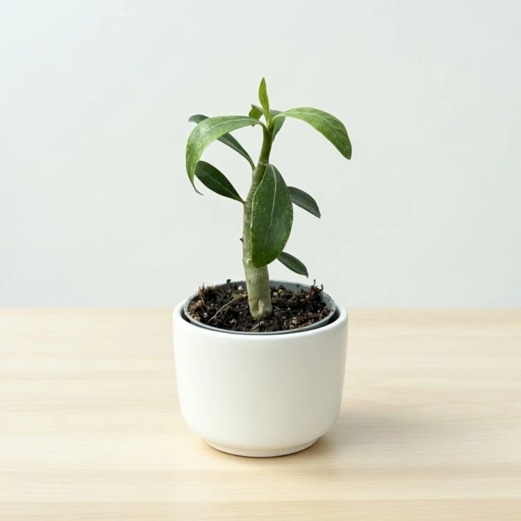 Adenium Obesum Róża Pustyni