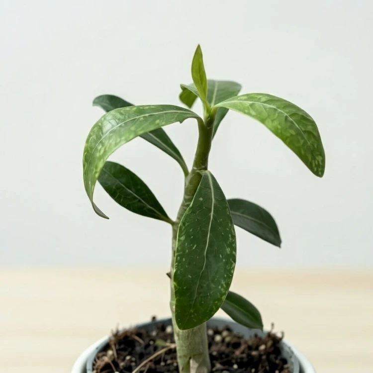 Adenium Obesum Róża Pustyni