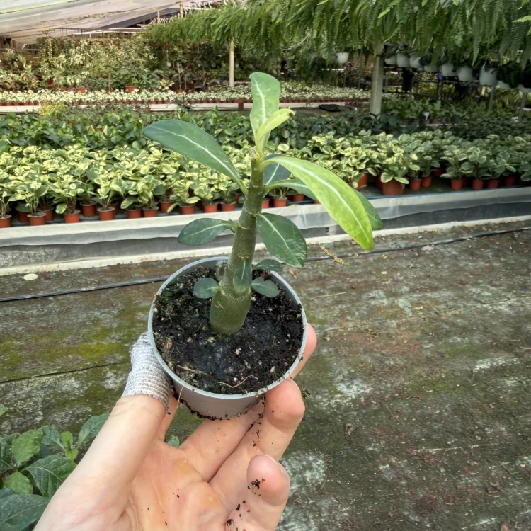 Adenium Obesum Róża Pustyni
