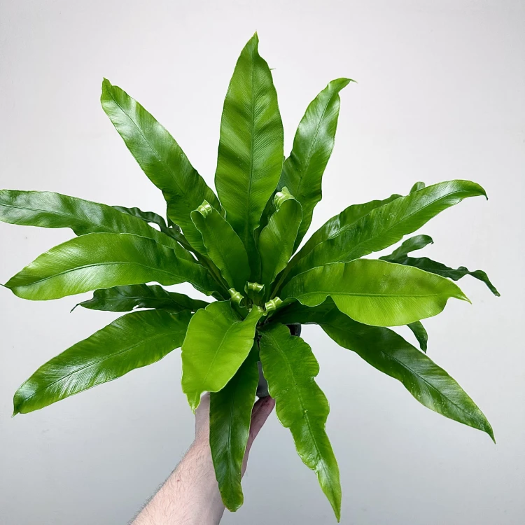 Asplenium Antiquum Paproć Zanokcica #4