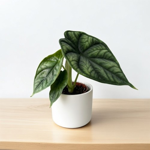 Alocasia Dragon Scale Alokazja P6