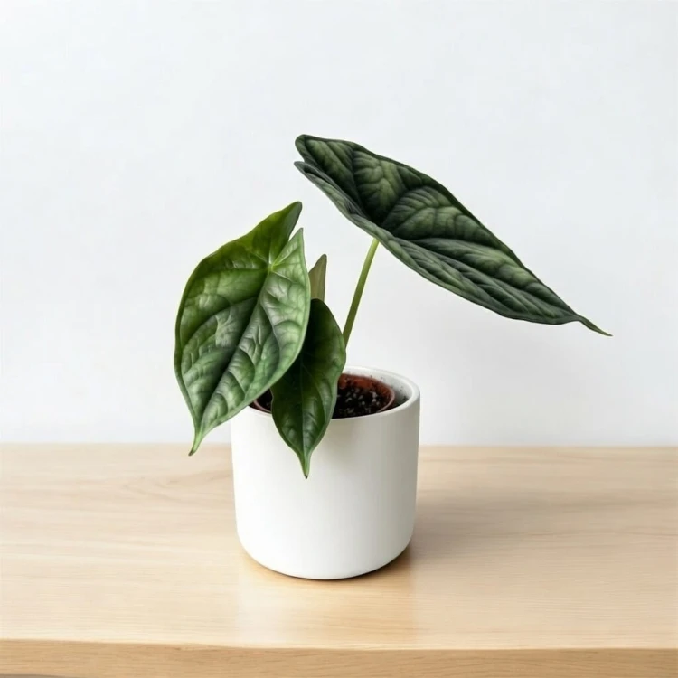 Alocasia Dragon Scale Alokazja P6
