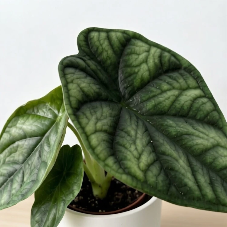 Alocasia Dragon Scale Alokazja P6