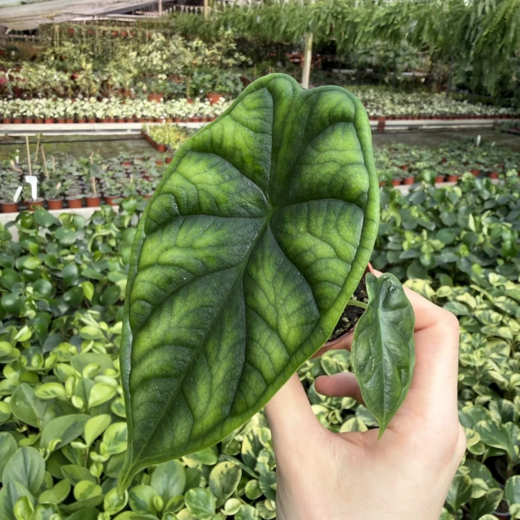 Alocasia Dragon Scale Alokazja P6
