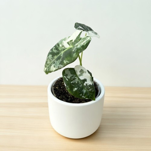 Alocasia micholitziana Frydek Variegata Alokazja