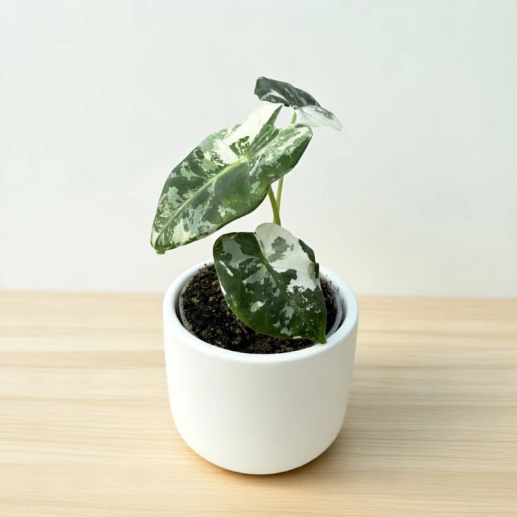 Alocasia micholitziana Frydek Variegata Alokazja