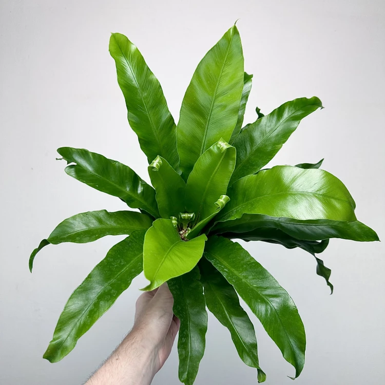 Asplenium Antiquum Paproć Zanokcica #5