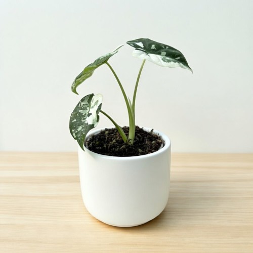 Alocasia micholitziana Frydek Variegata Alokazja