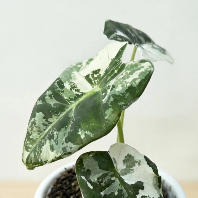 Alocasia micholitziana Frydek Variegata Alokazja