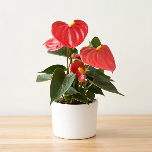 Anthurium Orange Champion Anturium