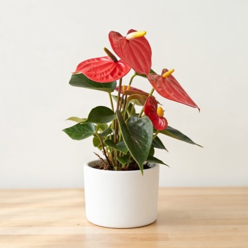 Anthurium Orange Champion Anturium