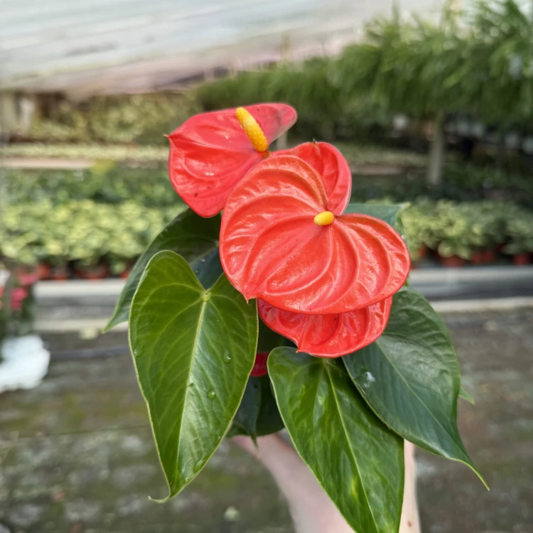 Anthurium Orange Champion Anturium