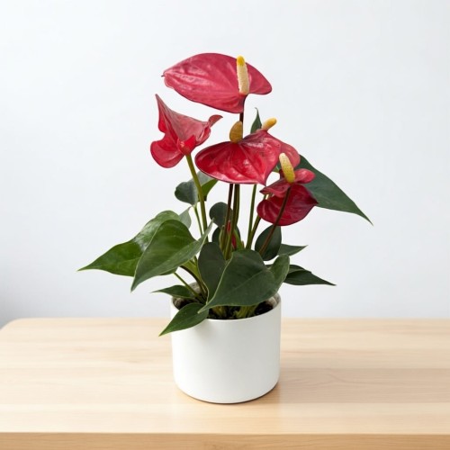 Anthurium Red Champion Anturium