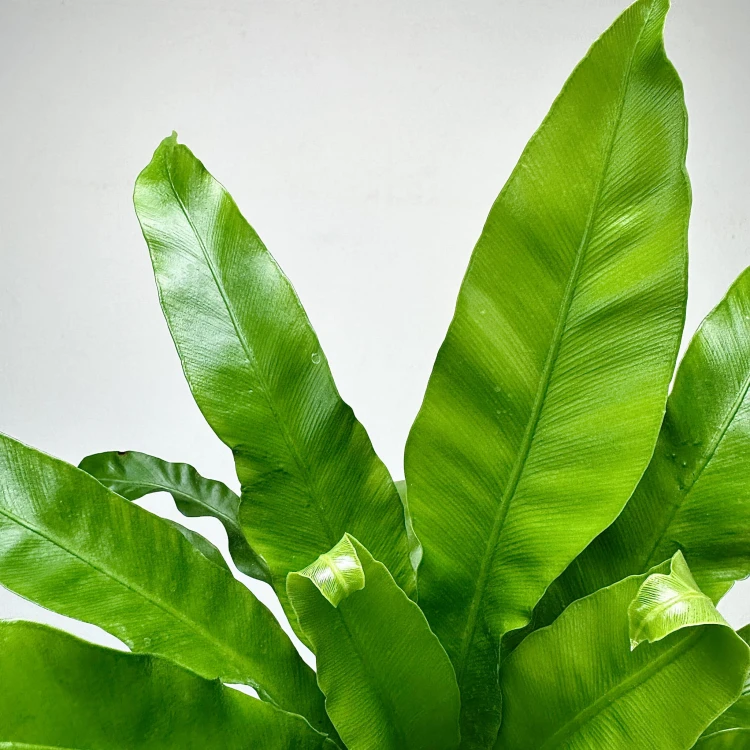 Asplenium Antiquum Paproć Zanokcica #6