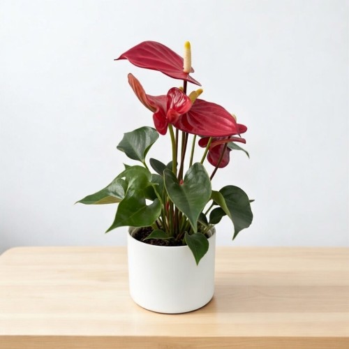 Anthurium Red Champion Anturium
