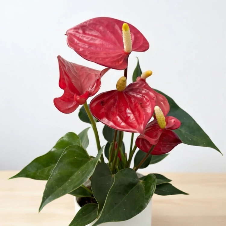 Anthurium Red Champion Anturium