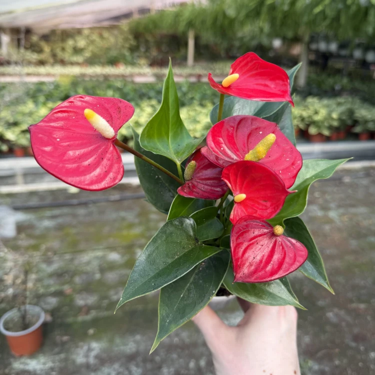 Anthurium Red Champion Anturium