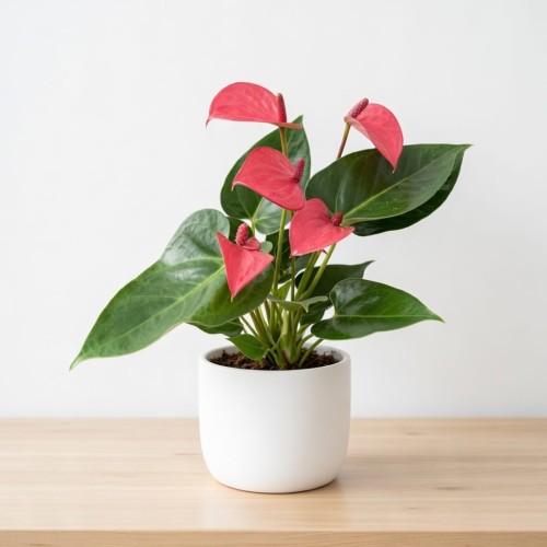 Anthurium Pink Champion Anturium